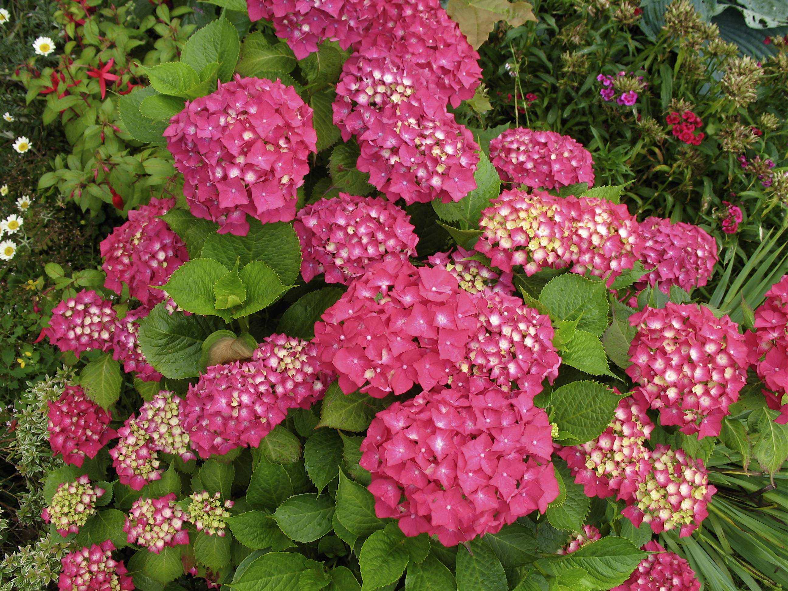Hydrangea Macrophylla